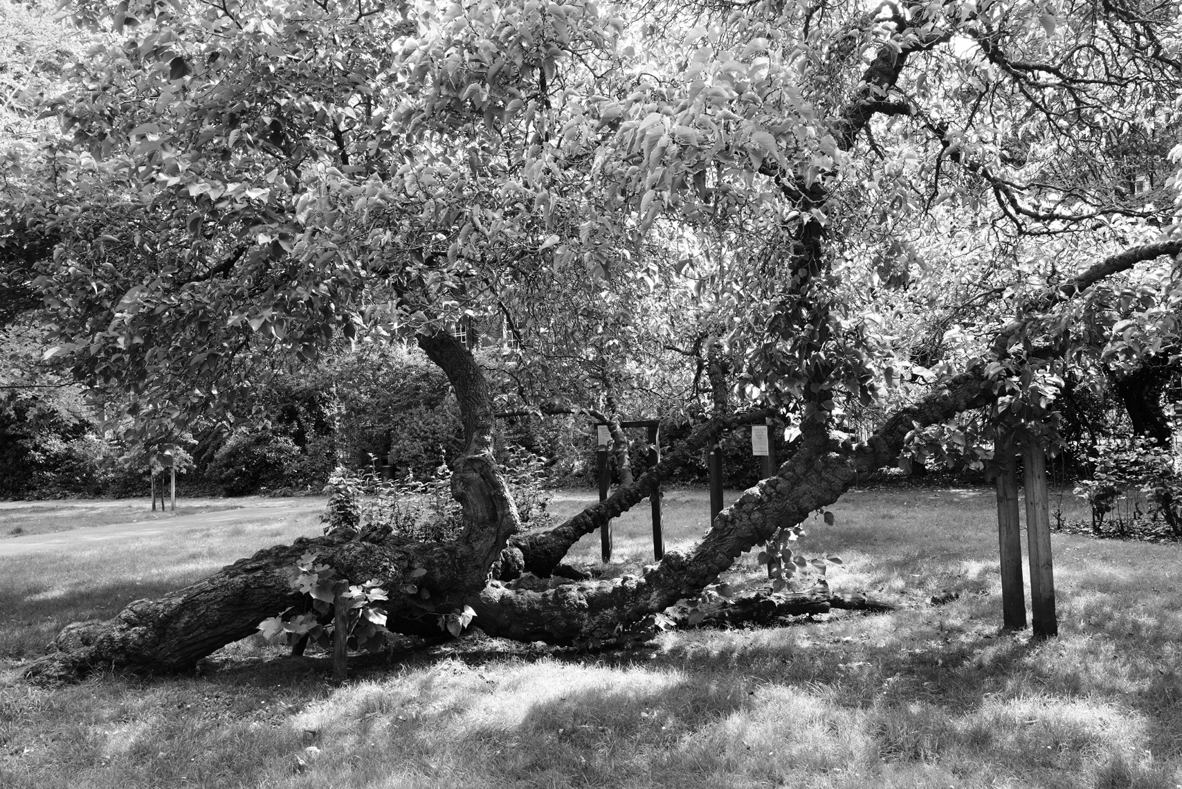Two Black Mulberry Trees in Repose