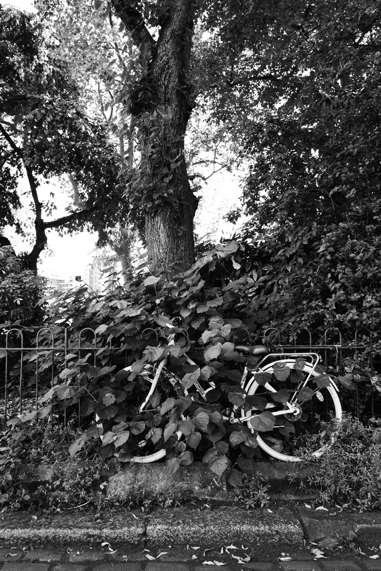 English Elm Tree and Forgotten Bicycle