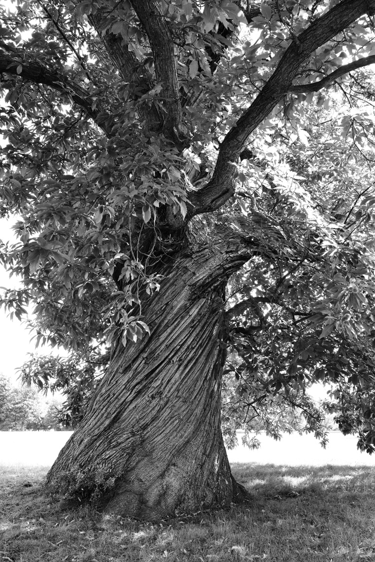 Four-Hundred-Year-Old Sweet Chestnut Tree