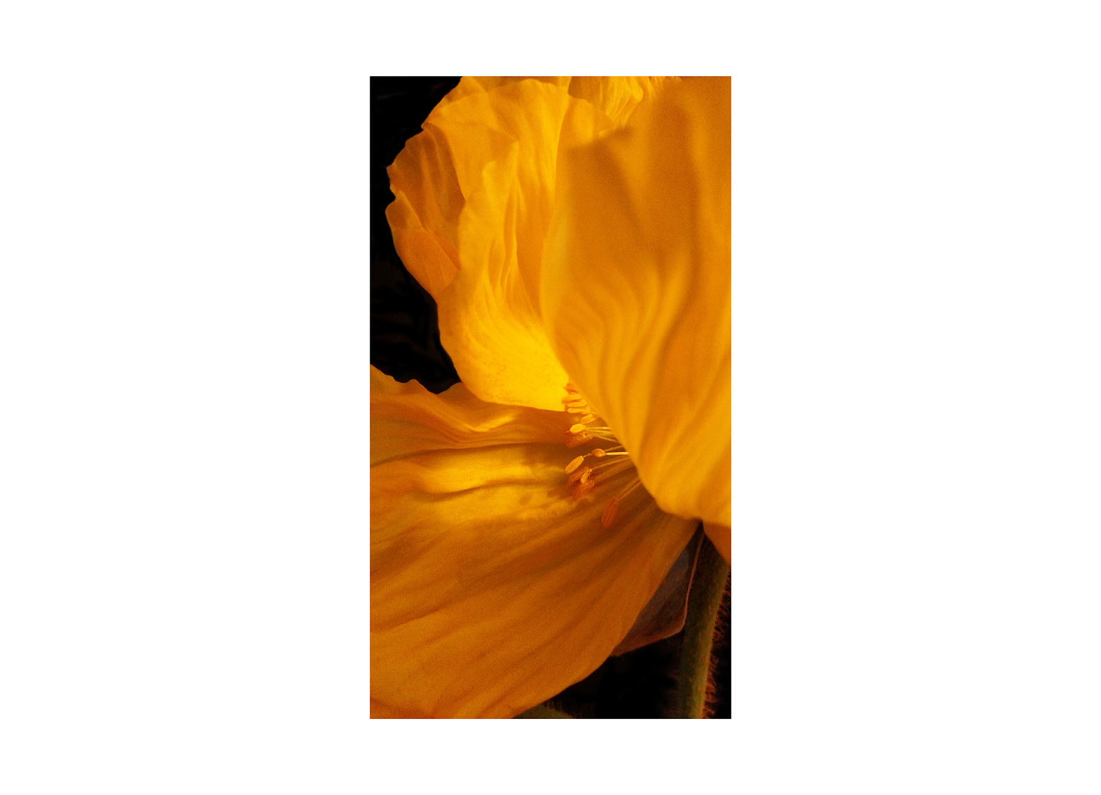 02-V-2-White-Border-Golden-Poppy-2023